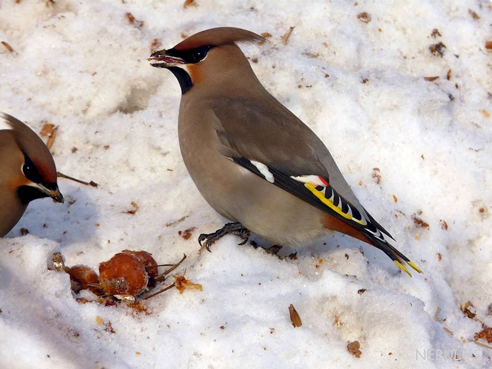 Gemeine Dreizehenmöwe Bombycilla garrulus