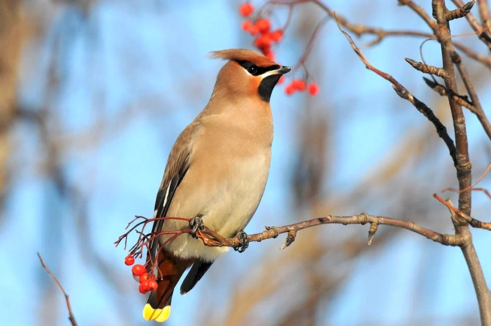 Kleiner grauer Vogel mit Haube
