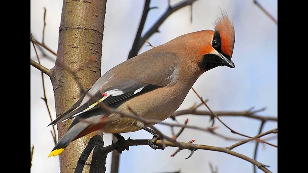 Haubenpfeifer Chickadee