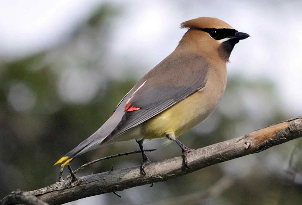 Haubenpfeifvogel Vanellus vanellus