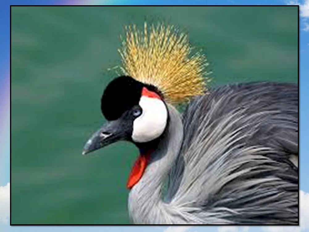 Schopfpfeifvogel