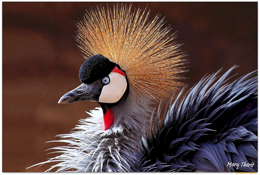 Haubenvögel