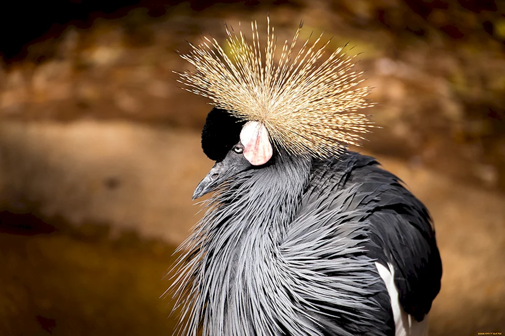 Haubenvögel