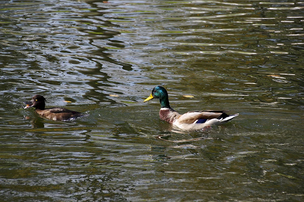 Haubenenten Wildenten Wildenten Rostower Gebiet