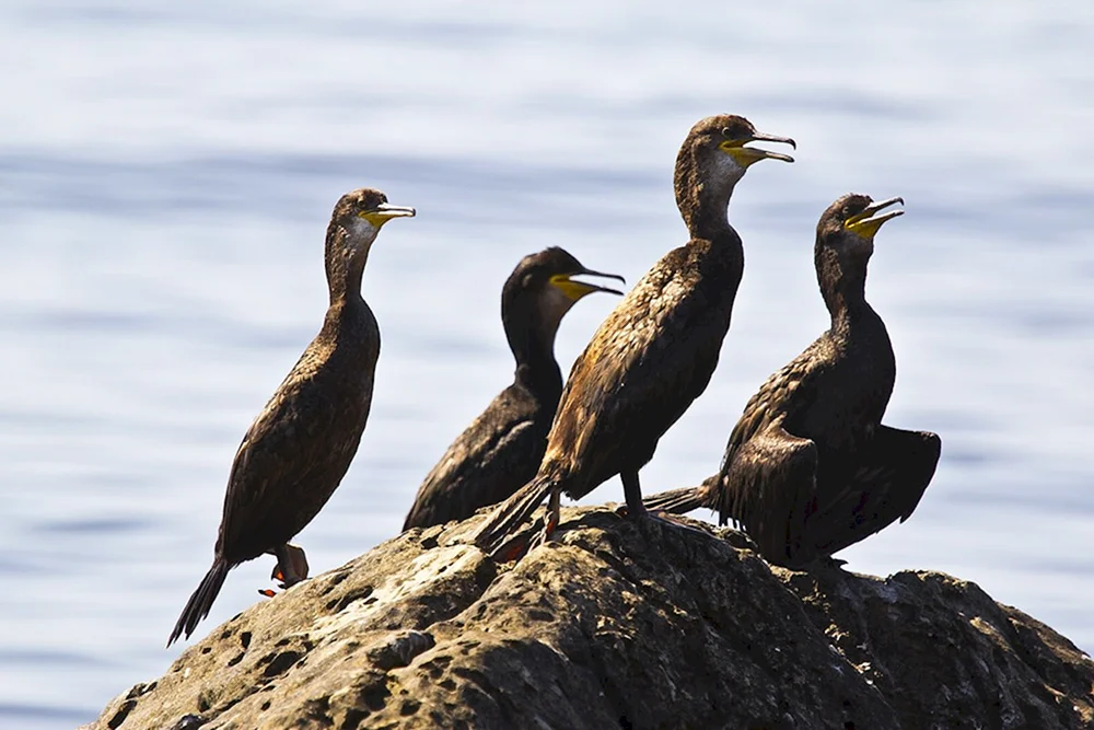Vögel der Krimhalbinsel