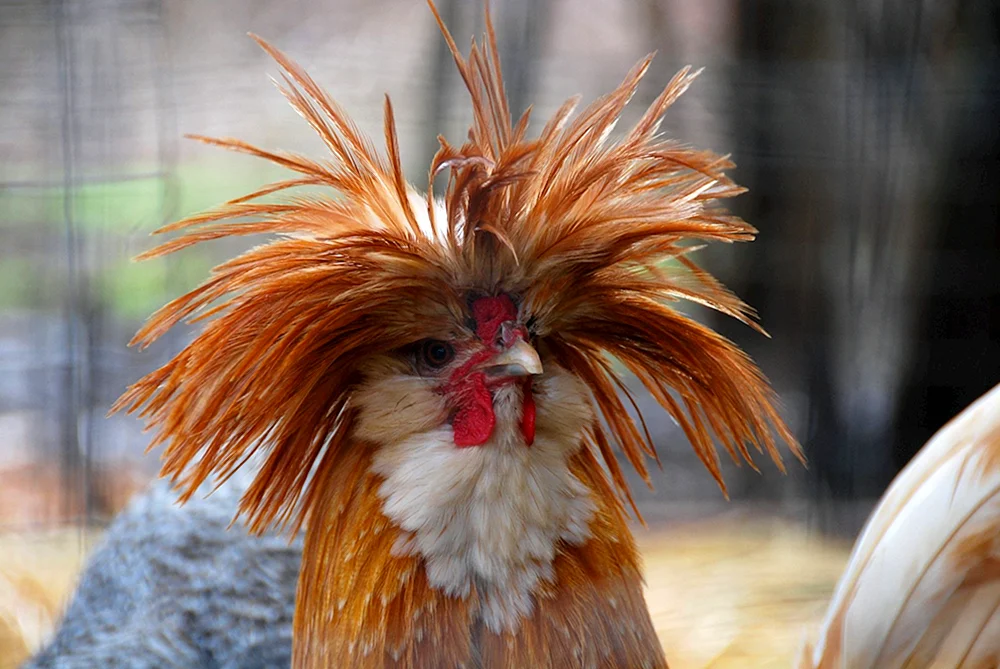 Haircut Leo Messi