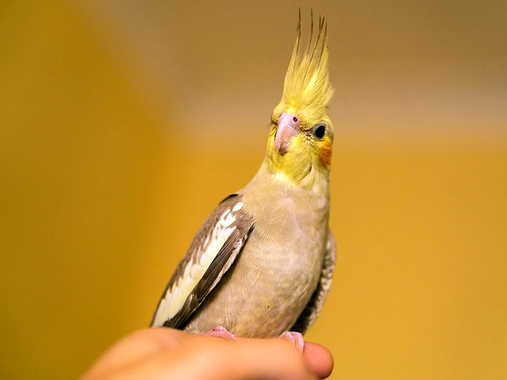 Kleiner Gelbhaubenkakadu