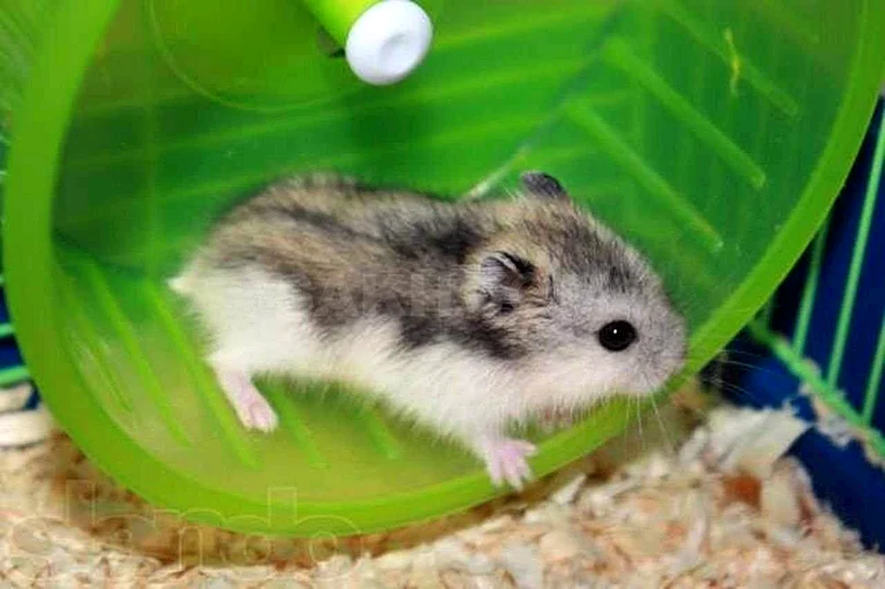 Jungarischer Hamster grau