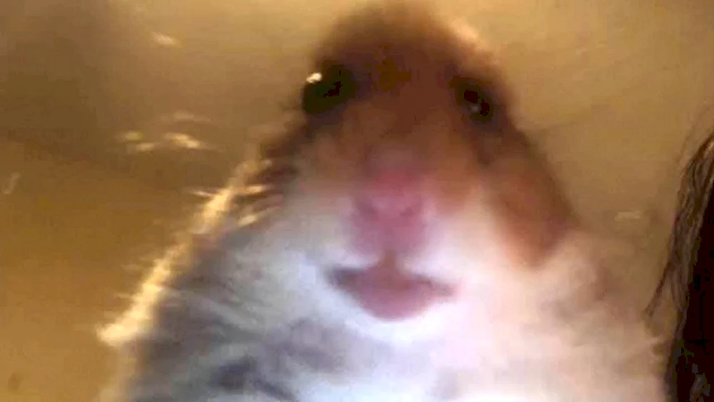 Ein Hamster in Shapochke
