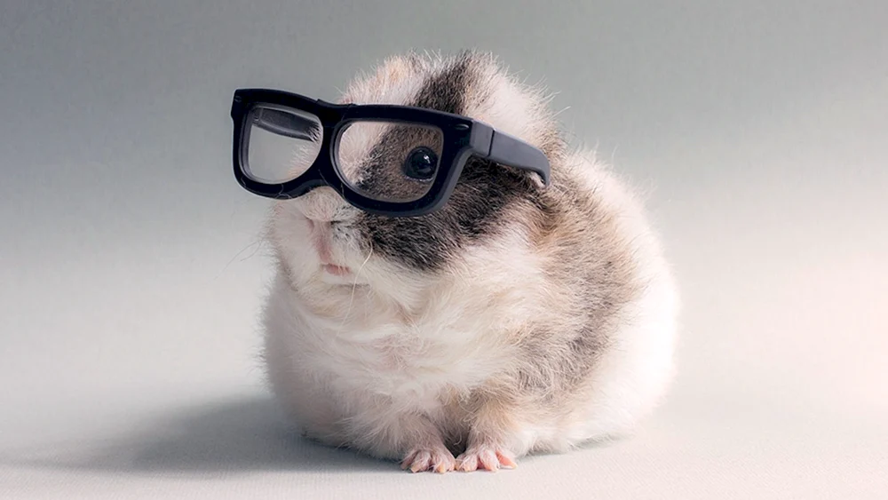 Hamster mit Kopfhörer