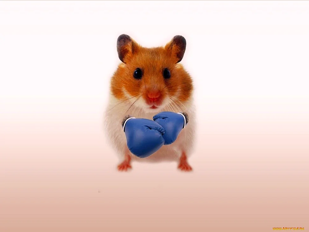 Djungarische Hamster