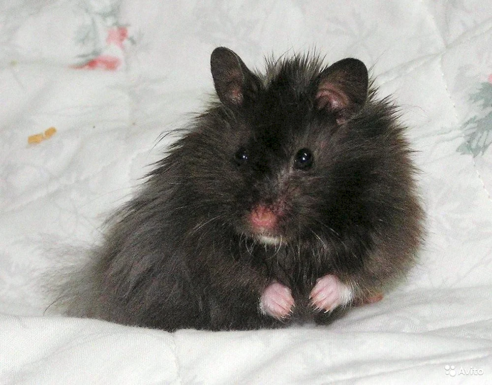 Angorahamster schwarz Syrisch
