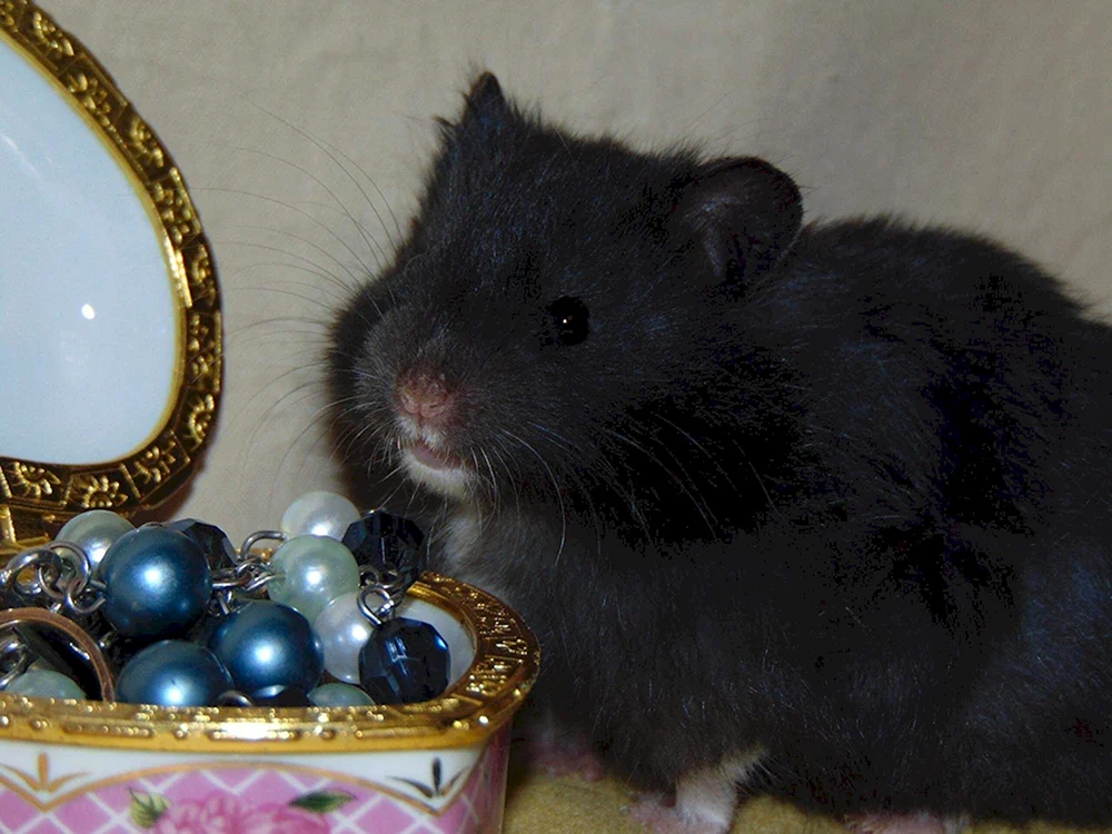 Angorahamster schwarz Syrisch