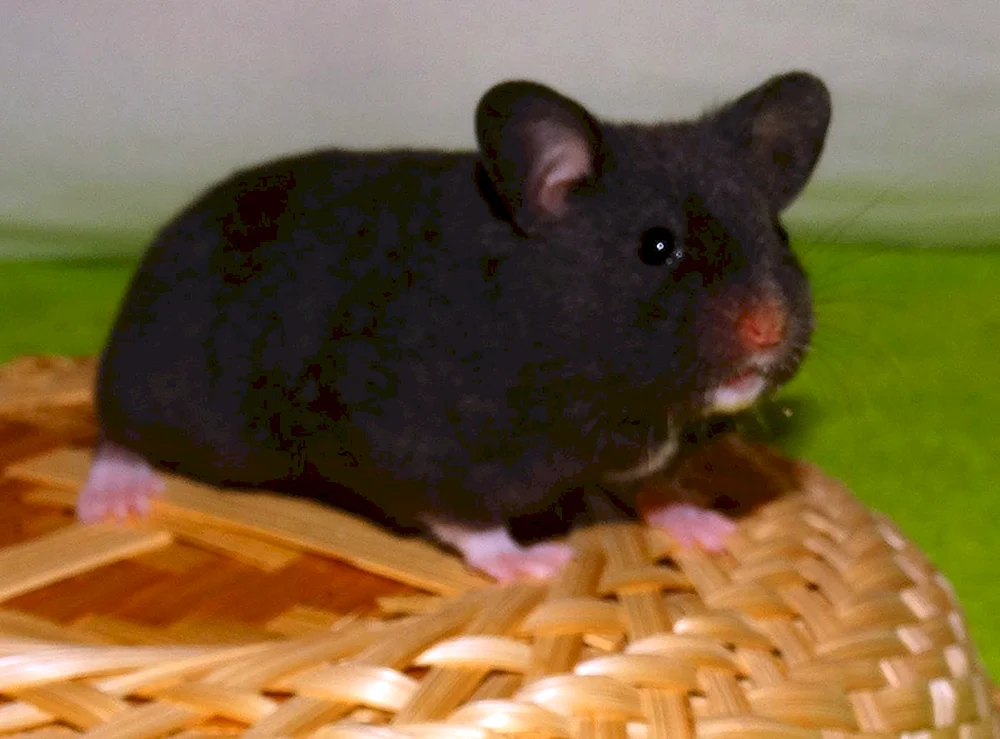 Jungarischer Hamster