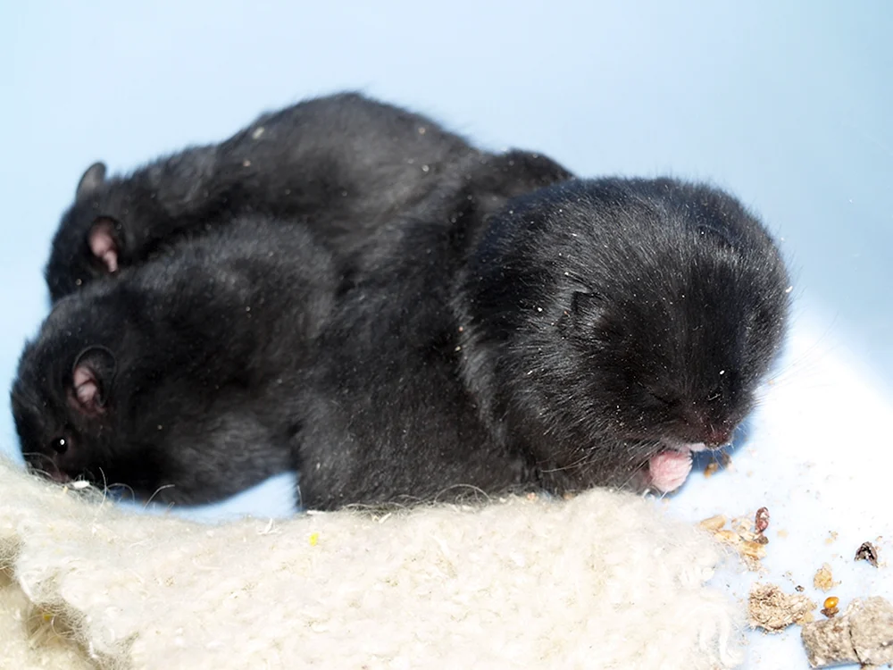 Schwarzer Jungarischer Hamster
