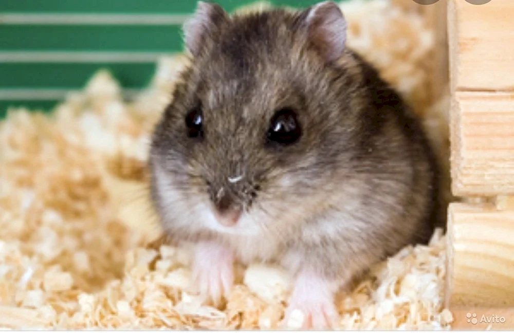 Dschungarischer Hamster