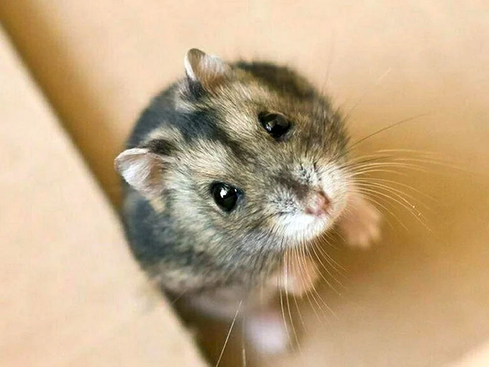Zwerghamster