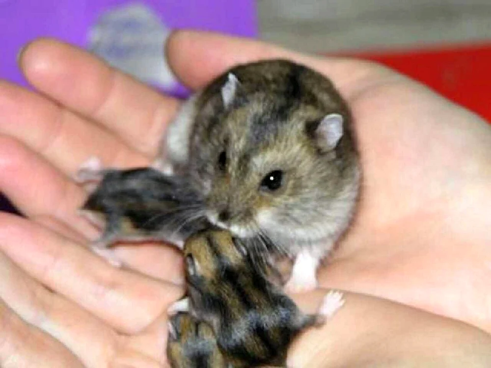 Zwerghamster