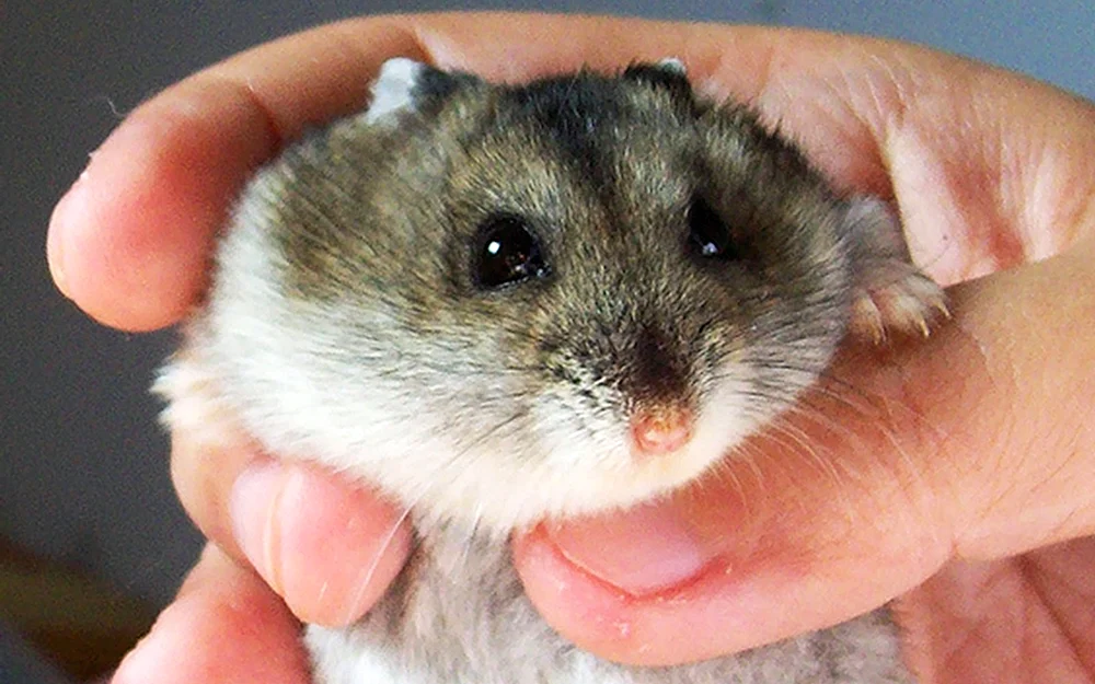 Zwerghamster