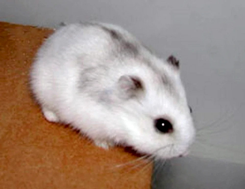 Jungarischer Hamster Hamster