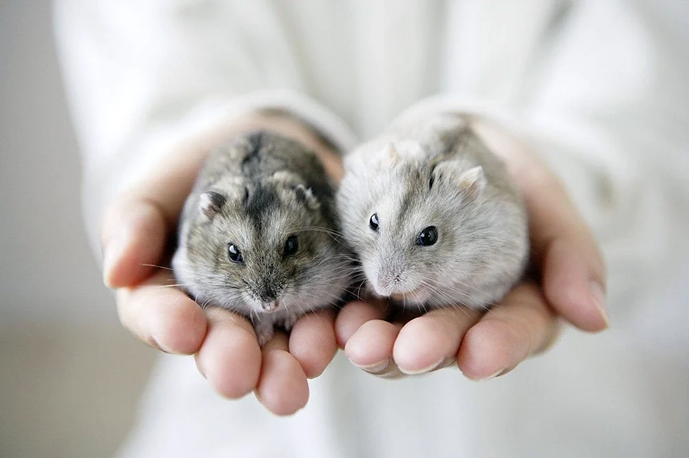 Jungarischer Hamster