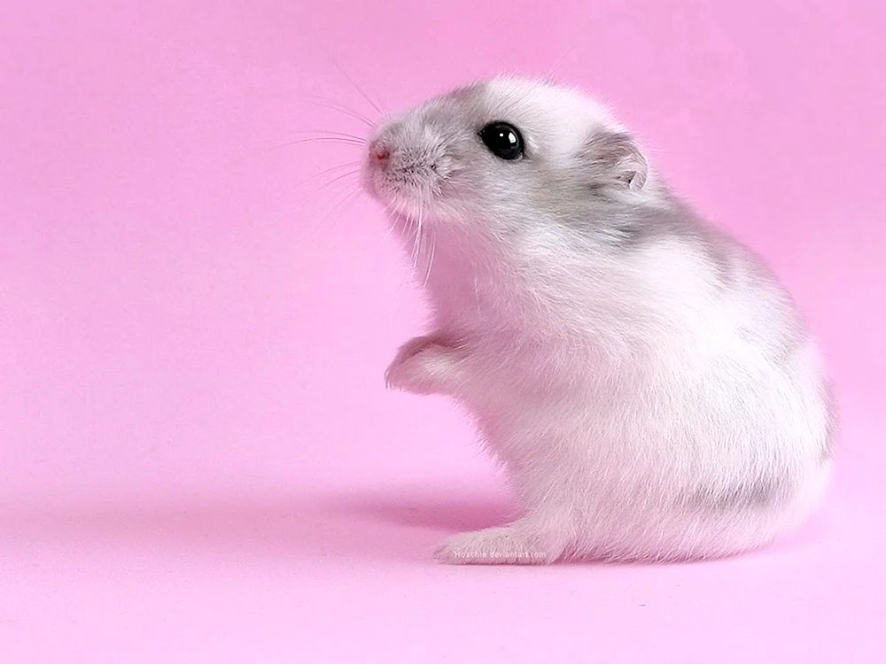 Dschungarischer Hamster