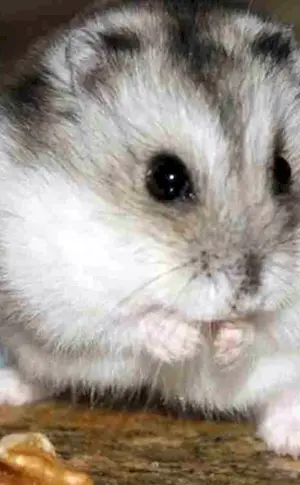 Dsungarischer Hamster