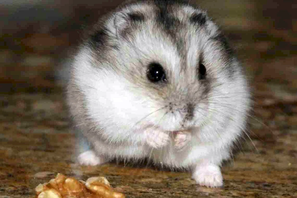 Dsungarischer Hamster