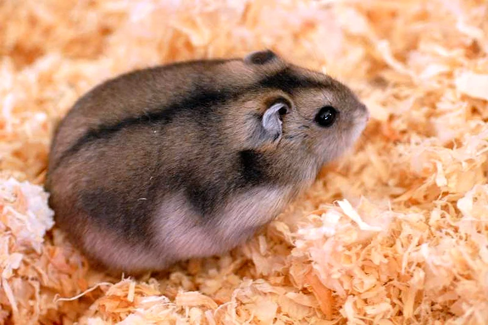 Dschungarischer Hamster