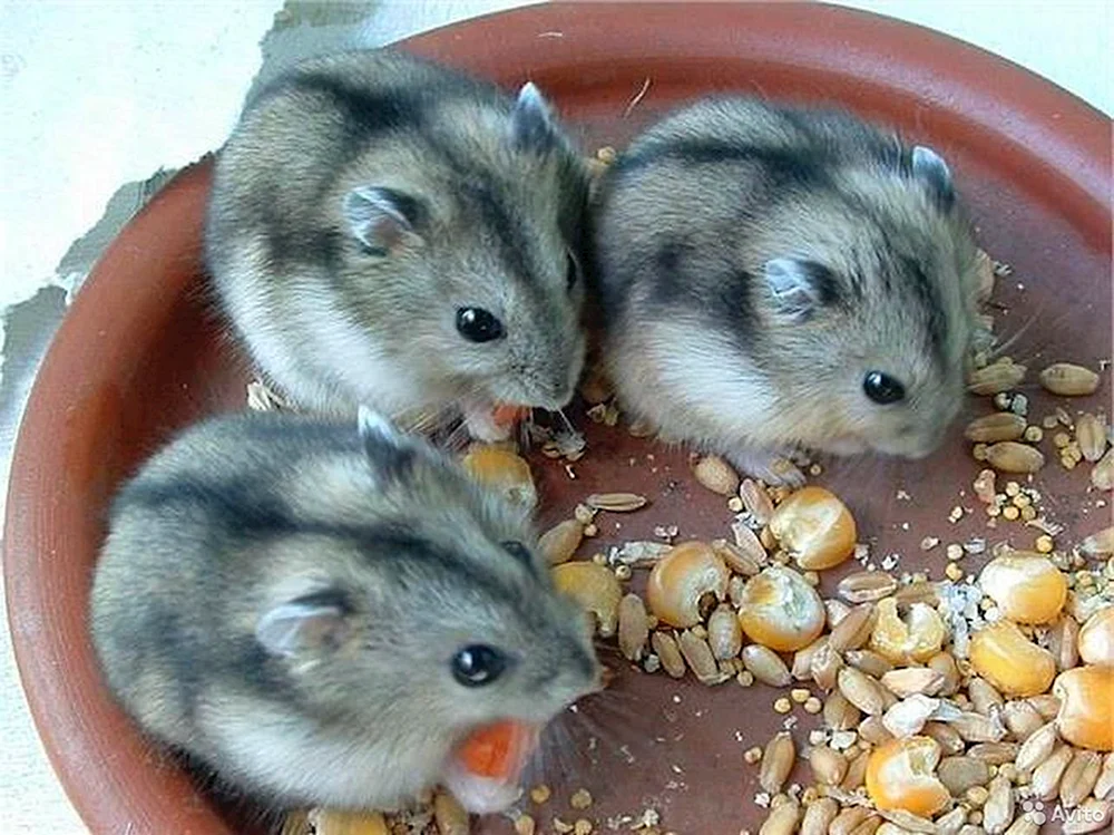 Dschungarischer Hamster
