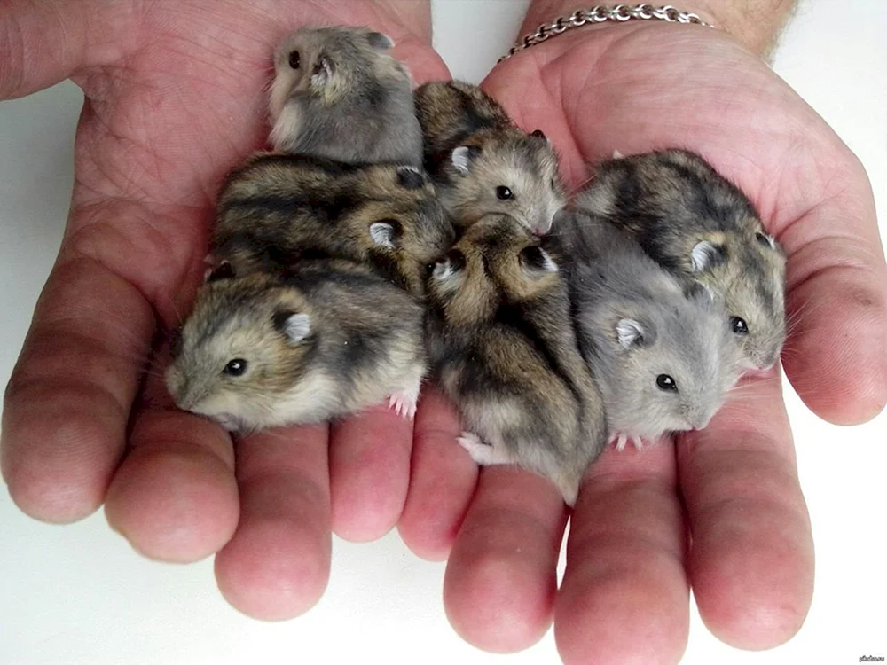 Dschungarischer Hamster