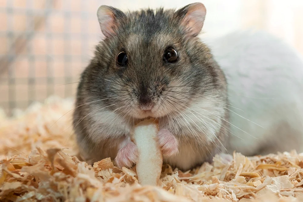 Dschungarischer Hamster