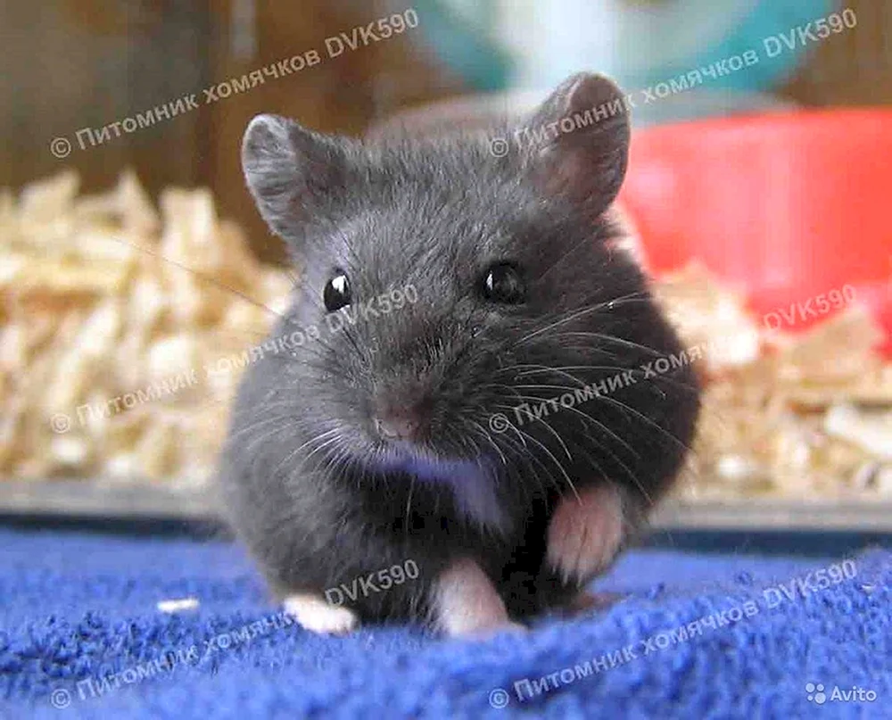 Schwarzer Jungarischer Hamster