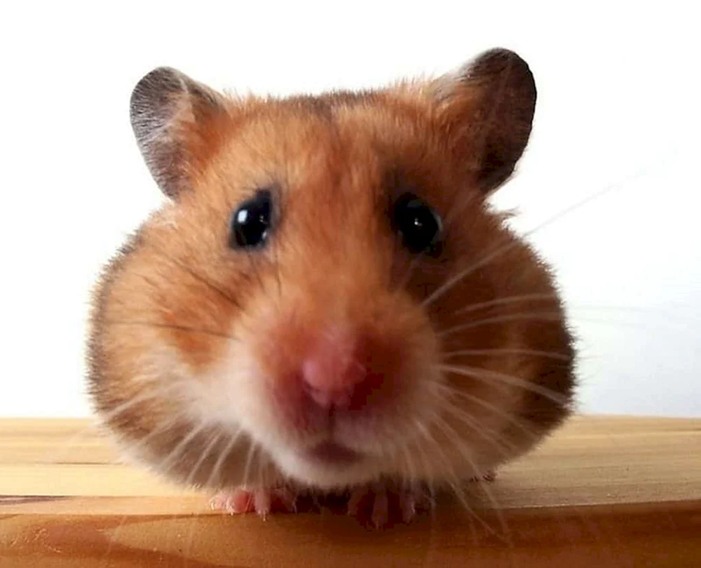 Süßer Hamster für Avu