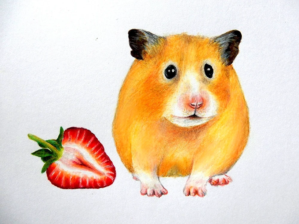Junger Hamster ausmalen