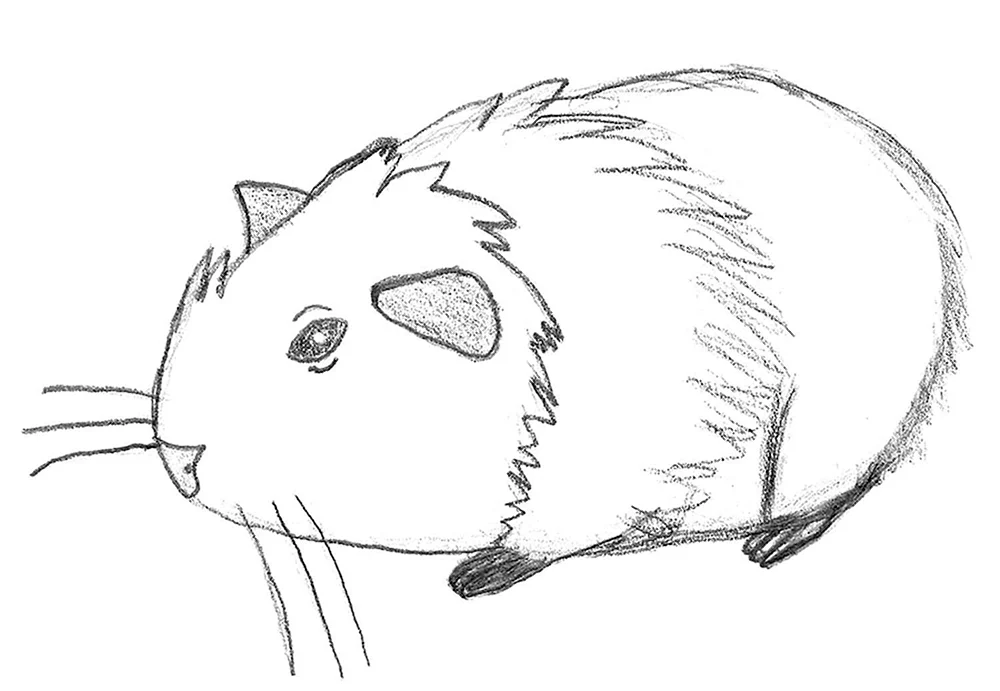 Hamster Bleistiftzeichnung