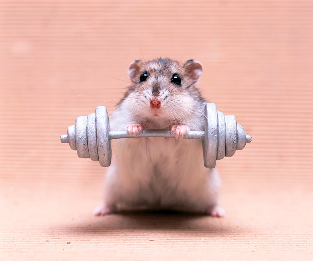 Hamster Strongman
