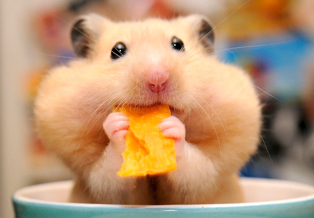 Syrischer Hamster