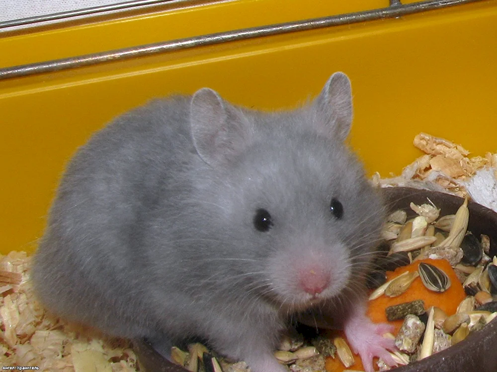 Syrischer Hamster langhaarig