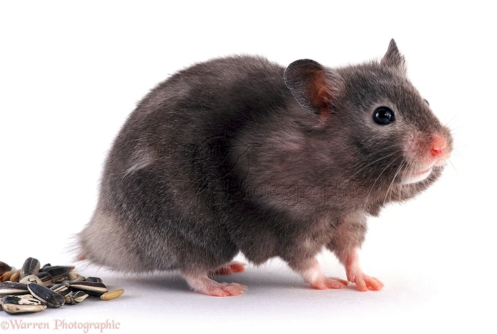 Syrischer Hamster schwarz flauschig