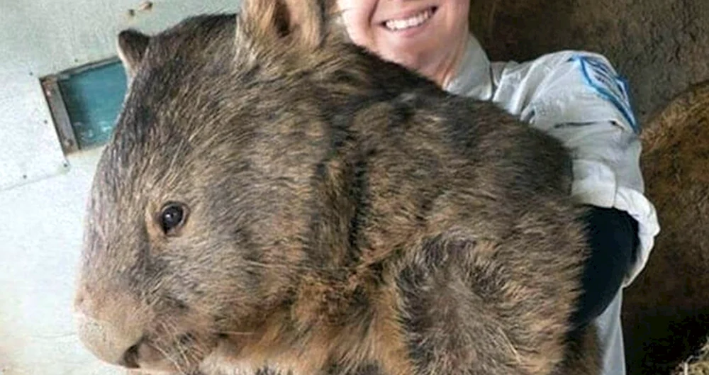 Riesenwombat