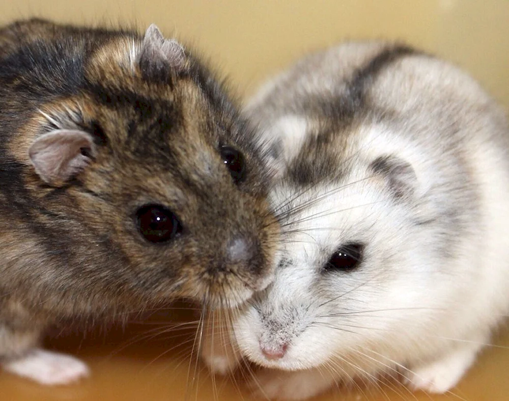 Dschungarischer Hamster