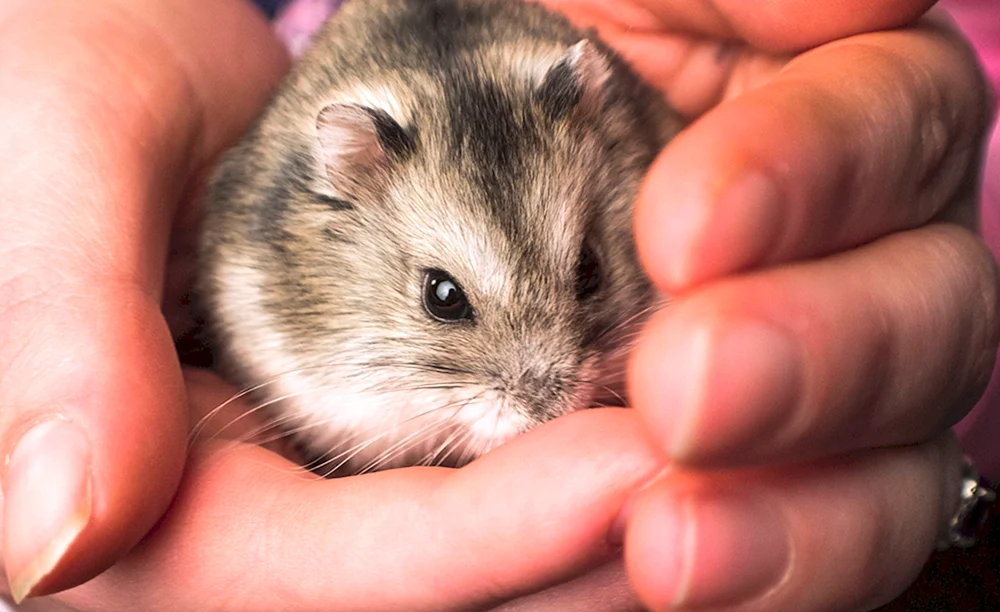 Hamster Zwerghamster