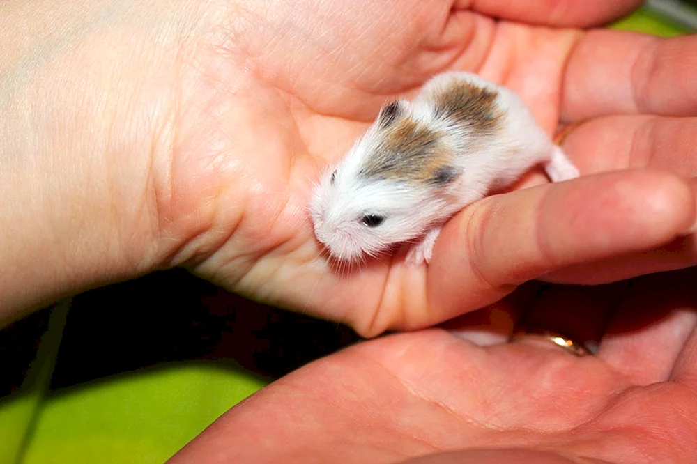 Hamster Dsungarier