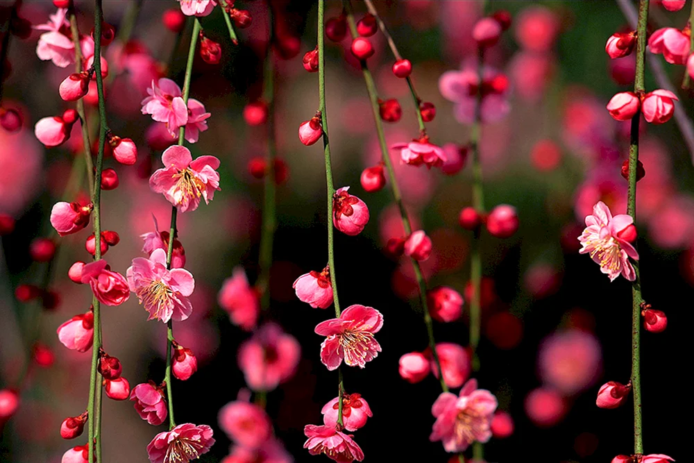 Honor Sakura