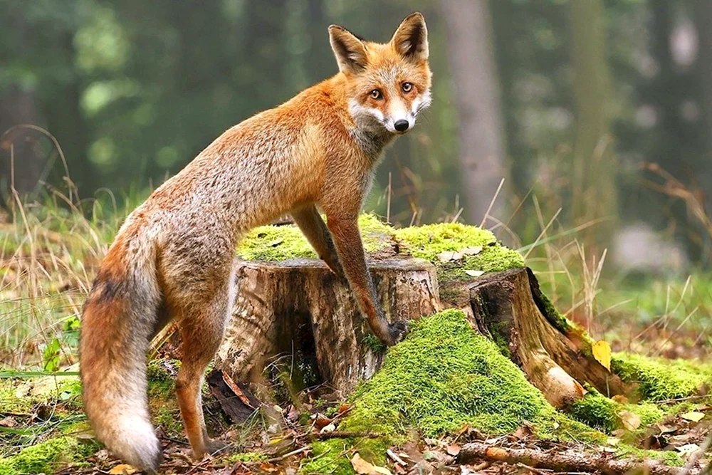 Wildtiere im Wald