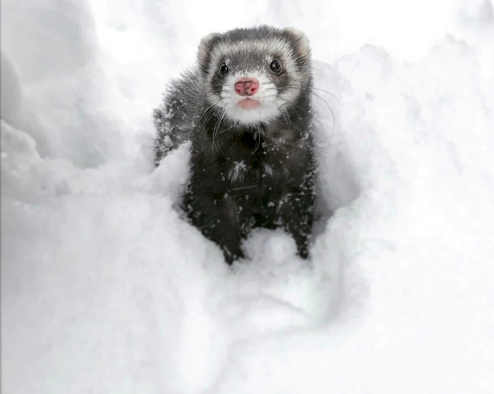Huhnspuren im Schnee