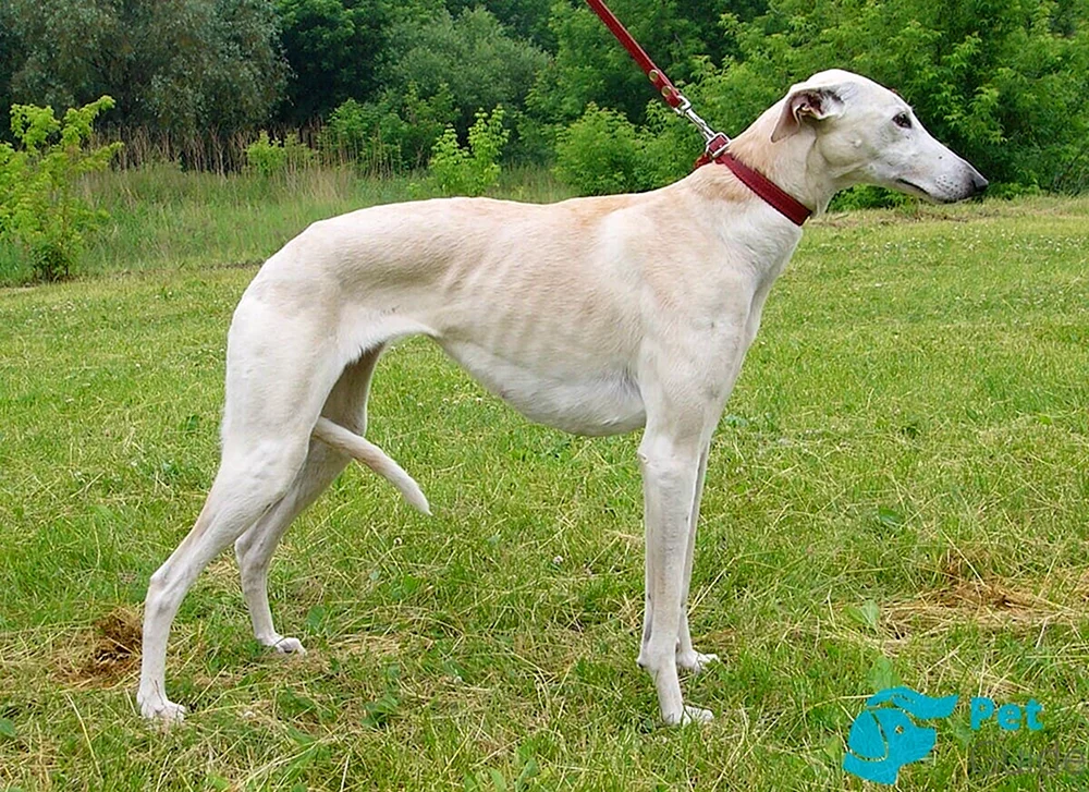 Russian Hound Greyhound Rasse