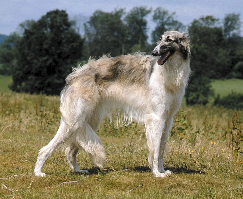 Hund Windhund Hund