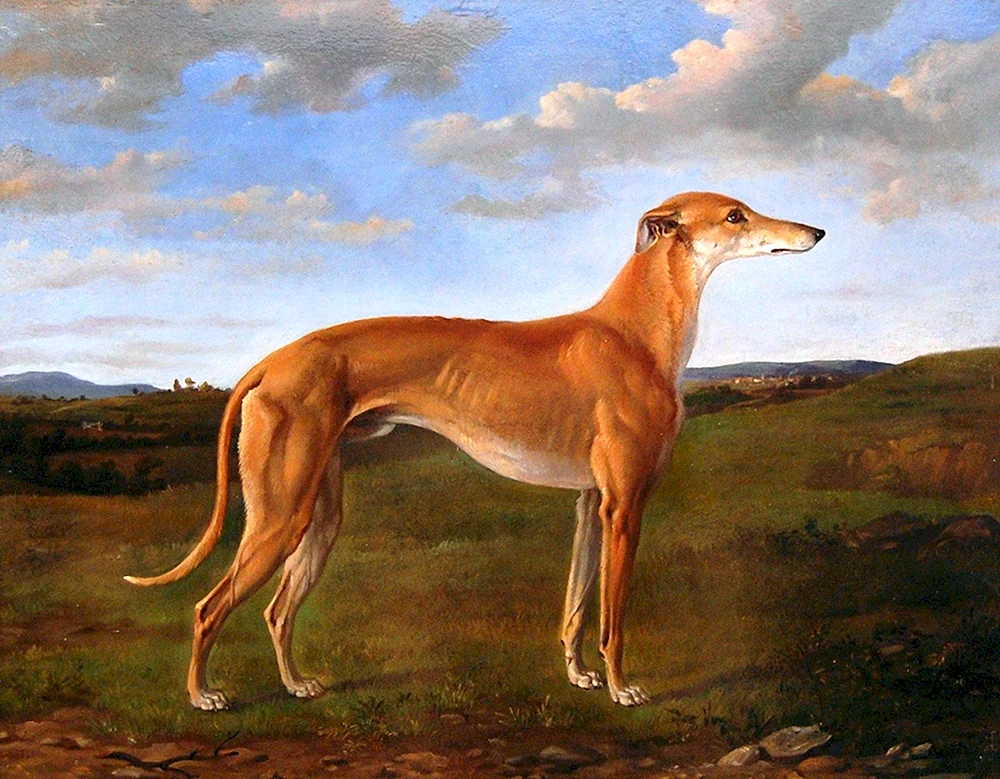 Hund Windhund